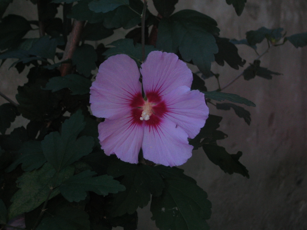 Hibiscus syriacus / Ibisco cinese (pianta coltivata)